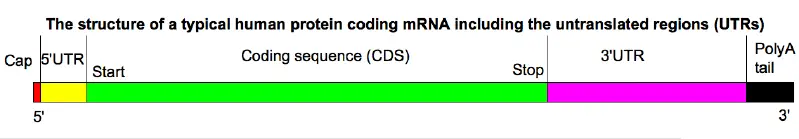 File:MRNA structure.png