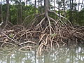 Thumbnail for version as of 18:21, 17 August 2006