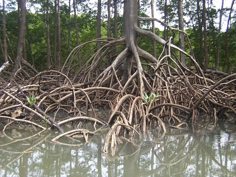 File:Roots by cesarpb.jpg