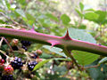 Thumbnail for version as of 11:01, 2 May 2006