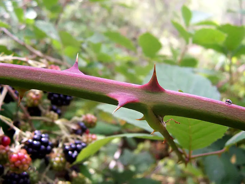 File:Spines on blackberry.jpg