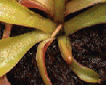 Thumbnail for version as of 05:12, 8 June 2007