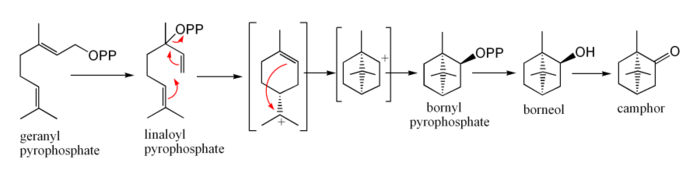 Biosynthesis of camphor from geranyl pyrophosphate