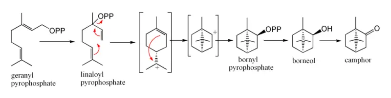 File:CamphorBiosynthesis.png