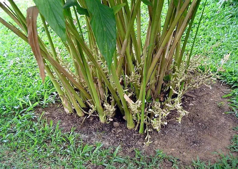 File:Cardomom plant.JPG