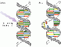 Thumbnail for version as of 20:47, 8 January 2007