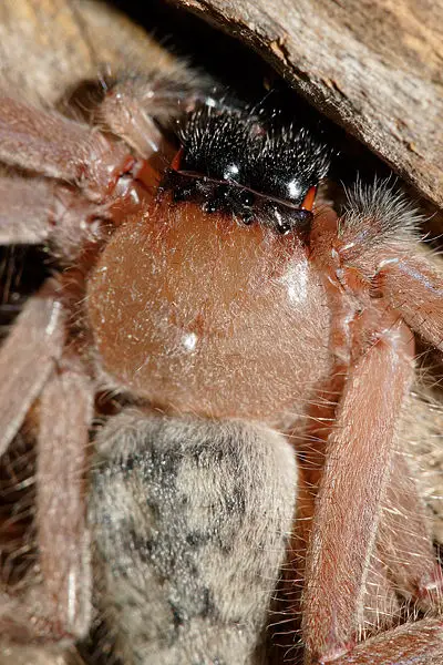 File:Huntsman face closeup.jpg