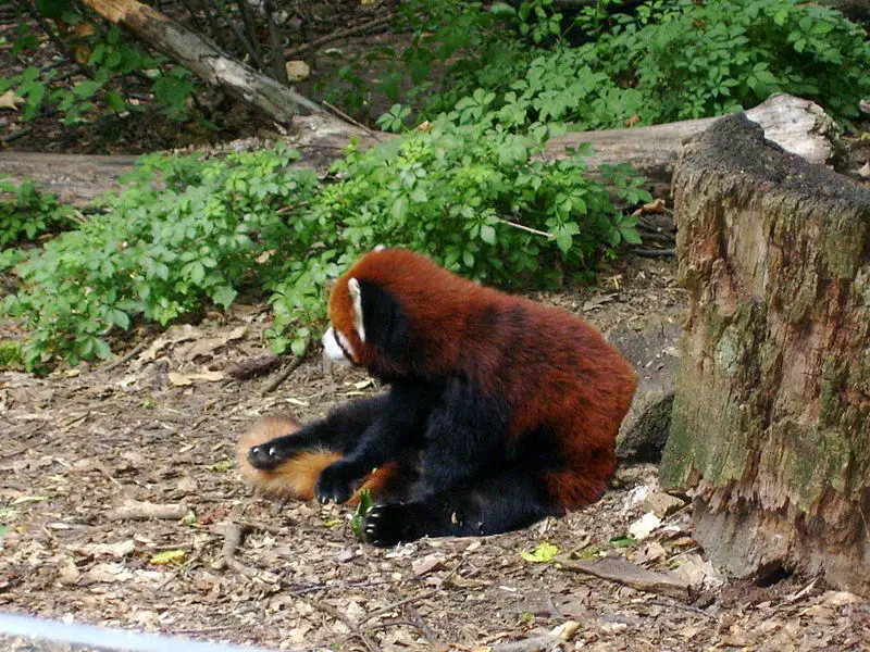 File:Red Panda 01.jpg