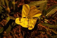 Wild Mustard (Brassica campestris)