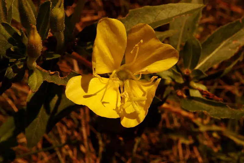 File:Wild Mustard.jpg