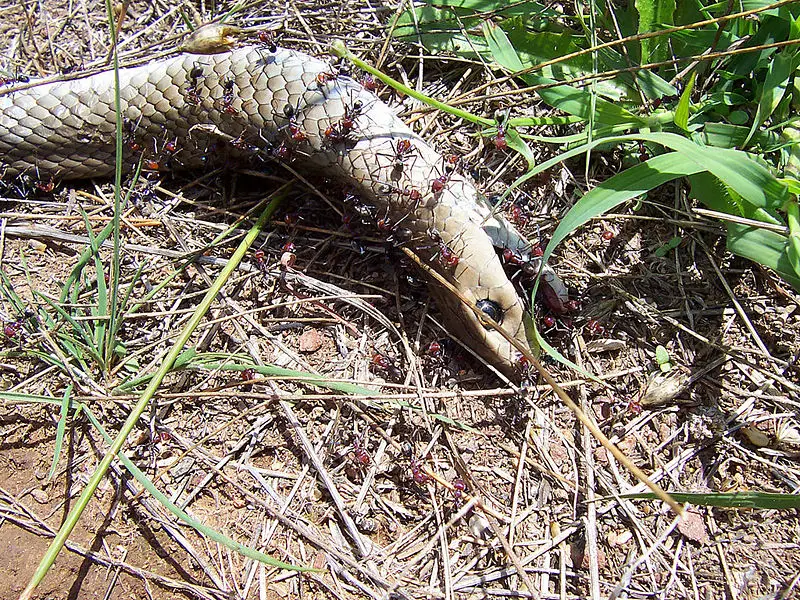 File:Ants cleaning dead snake.jpg
