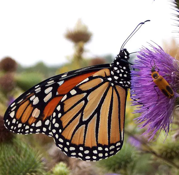 File:Danaus plexippus Cirsium.jpg