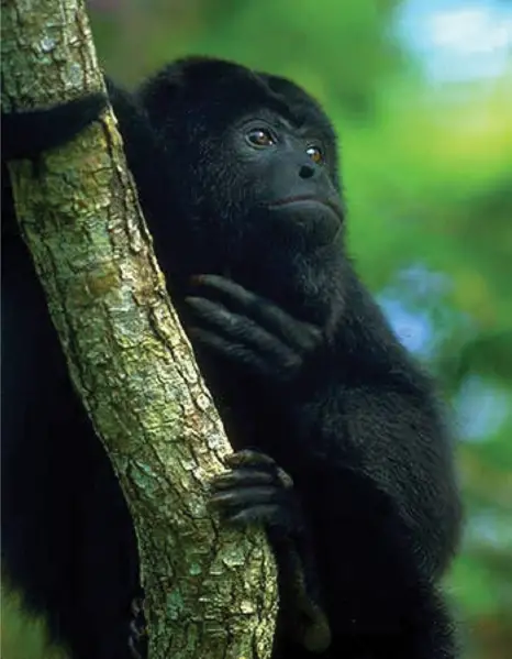 File:Howler monkey PLoS.png
