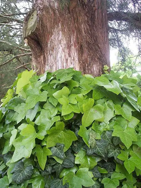File:Ivycoveredtree.jpg