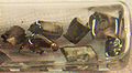 Thumbnail for version as of 13:26, 25 July 2006