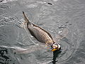 Thumbnail for version as of 02:08, 8 January 2009