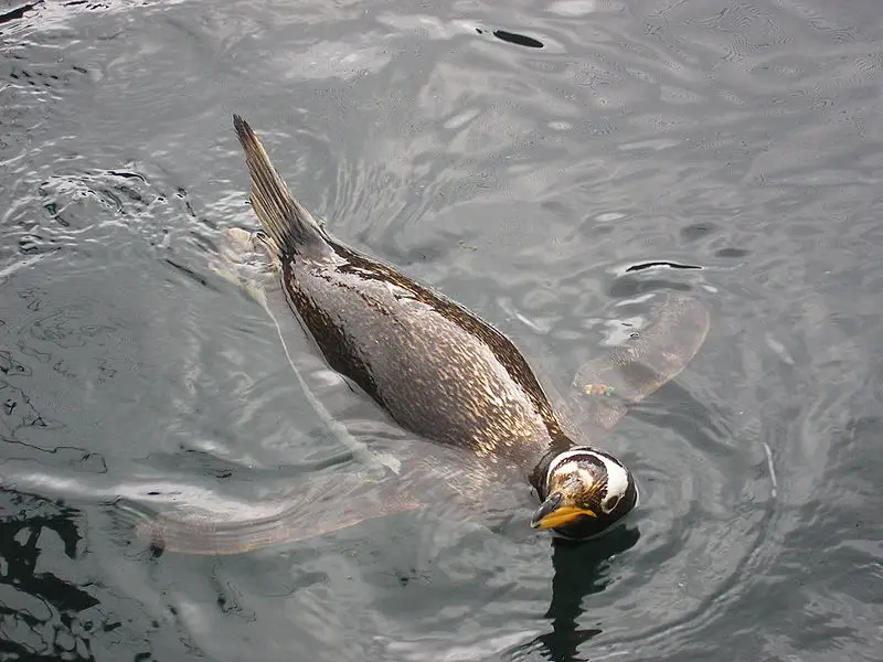 File:Penguin at zoo.jpg