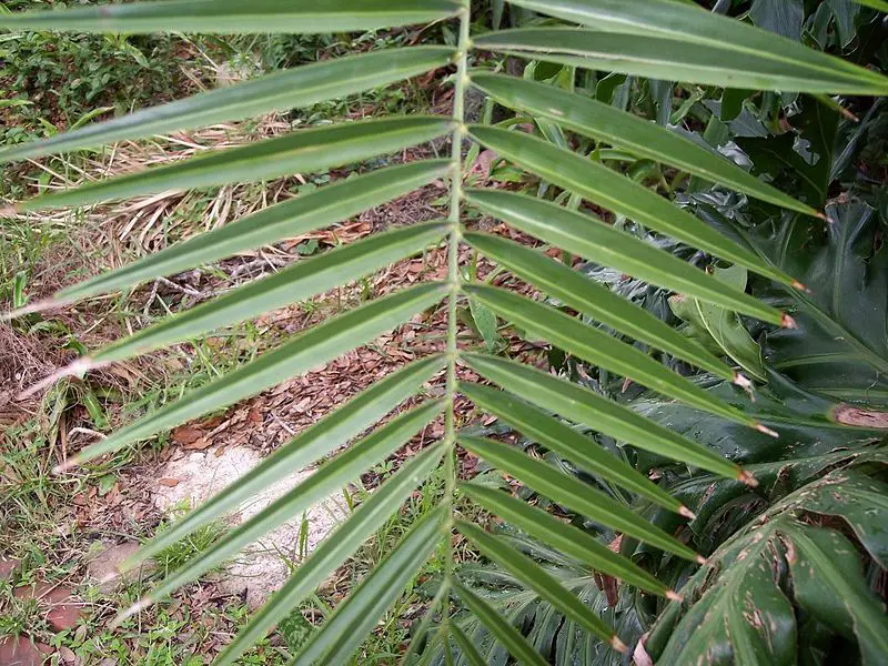 File:Phoenixleaf.JPG