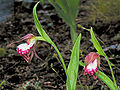 Thumbnail for version as of 09:32, 20 February 2009