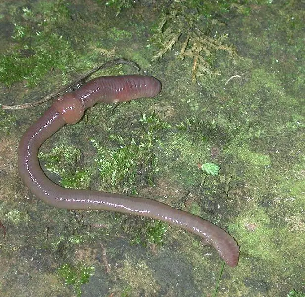 File:Regenwurm1.jpg