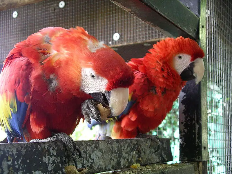 File:Scarlet macaw eating 31l07.JPG