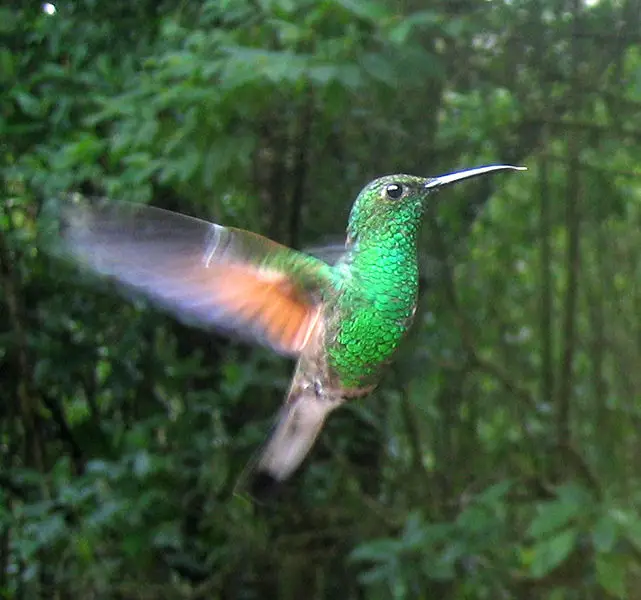 File:Stripe-tailed Hummingbird.jpg