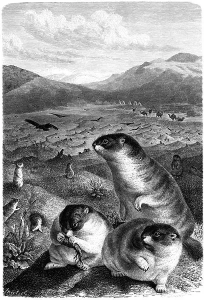 File:Bobak-drawing.jpg
