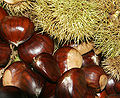 Thumbnail for version as of 15:23, 20 December 2007