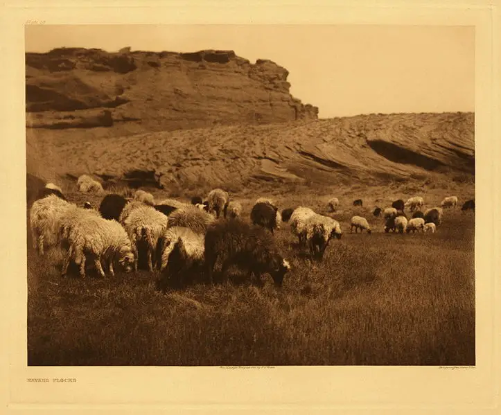 File:Navajo flocks.jpg