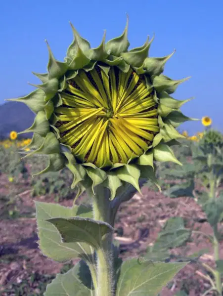 File:Sunflower opening 2-KayEss-2.jpeg