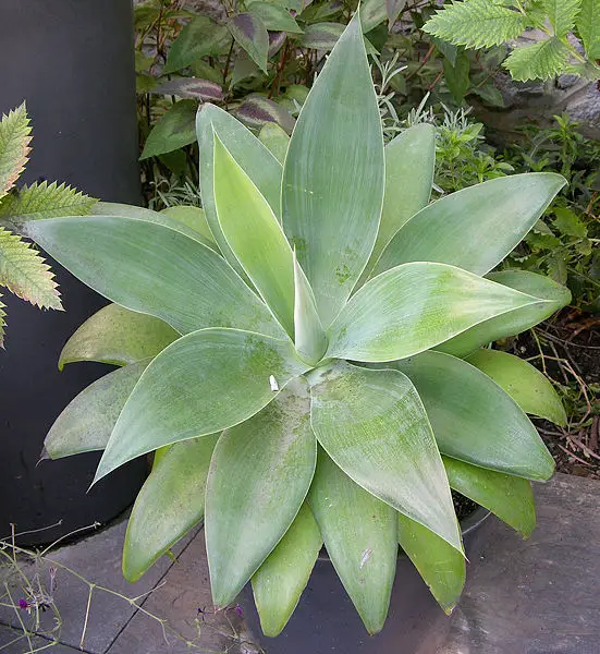 File:Agave attenuata Pot 2250px.jpg