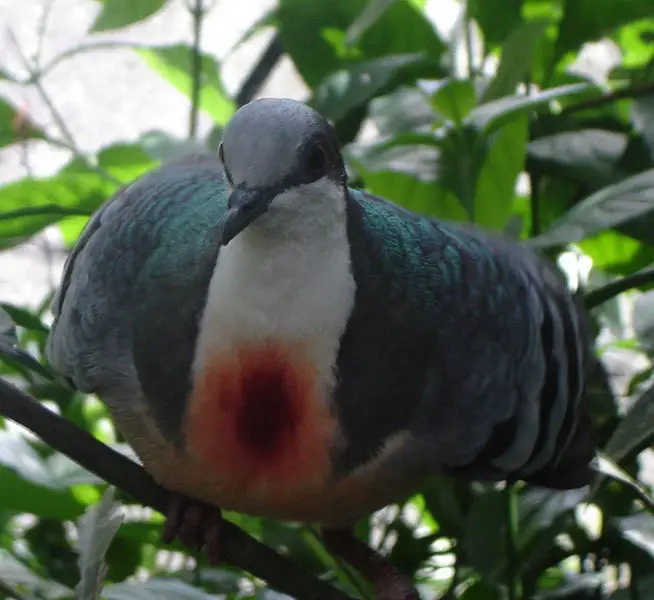 File:Bleeding Heart Pigeon.JPG