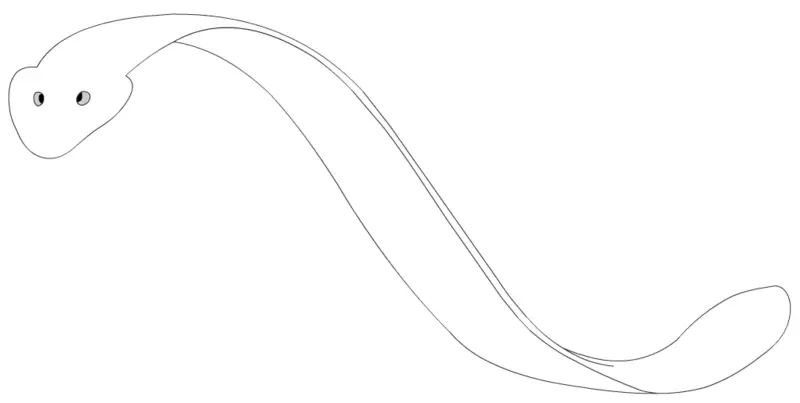 File:FlatwormZICA.png