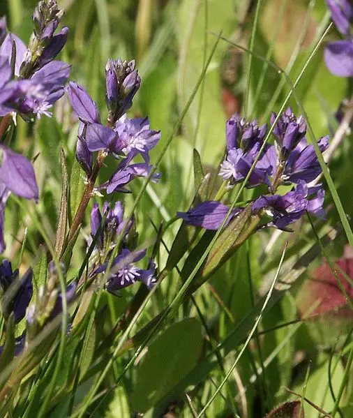 File:Polygala vulgaris 290504.jpg