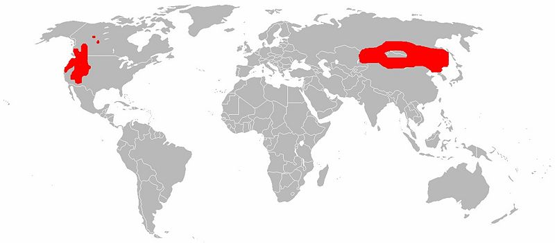 File:Range map Cervus canadensis.jpg