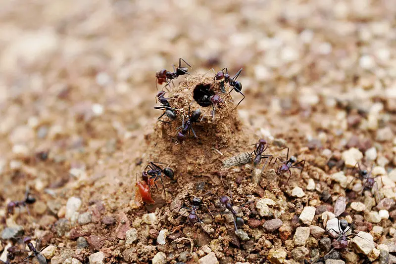 File:Ant mound.jpg
