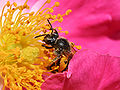 Thumbnail for version as of 17:52, 5 May 2007