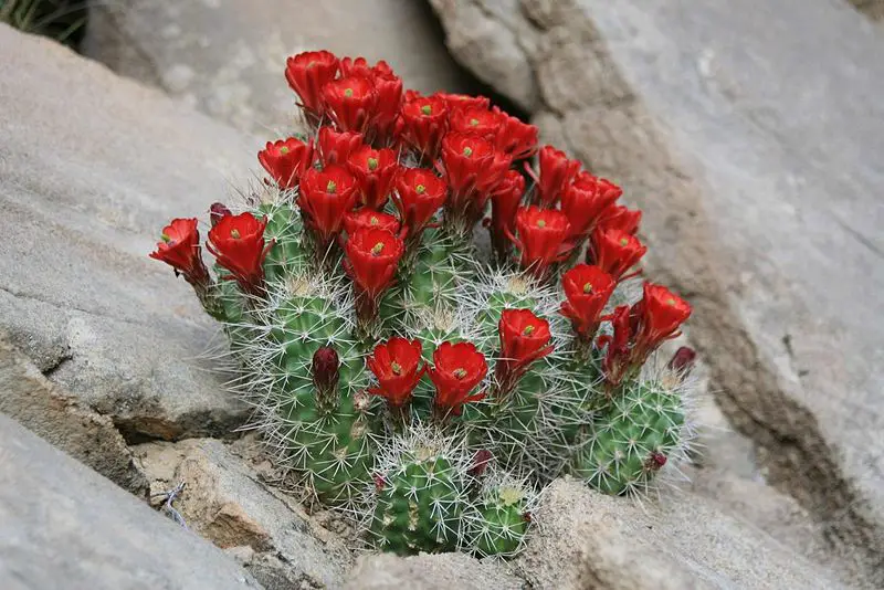 File:Cactus capitol reef.jpg