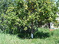 Thumbnail for version as of 13:46, 20 May 2007