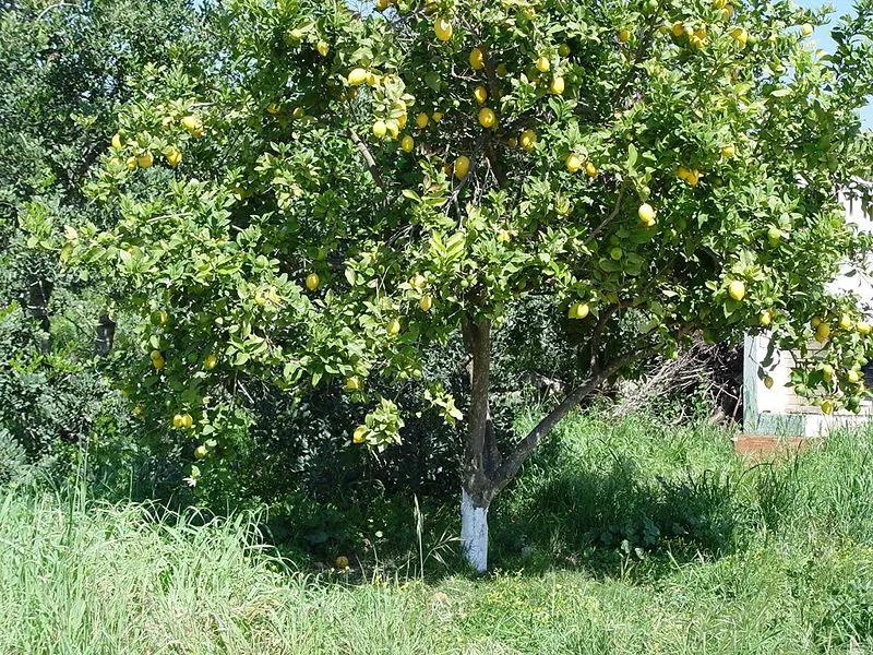 File:Citrus limon a.JPG