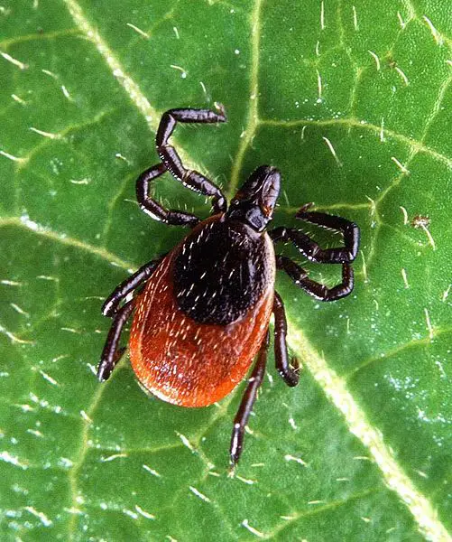 File:Adult deer tick.jpg