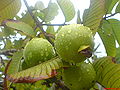 Thumbnail for version as of 23:23, 22 April 2008