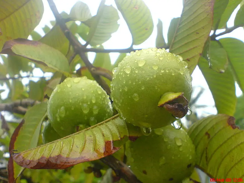 File:Apple Guava.jpg
