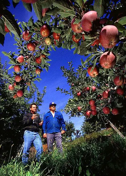 File:Apple orchard.jpg