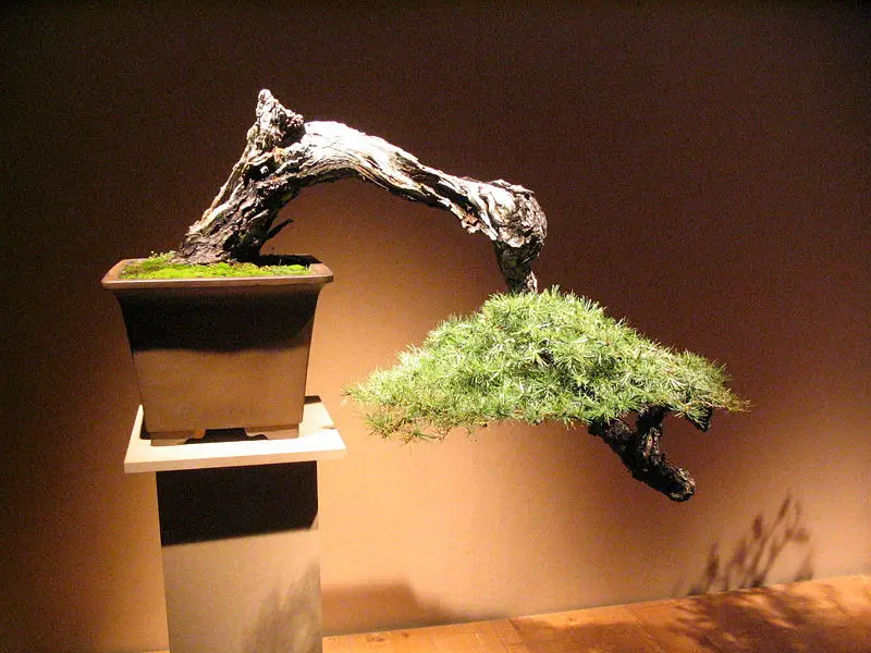File:Bonsai IMG 6402.jpg