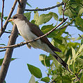 Thumbnail for version as of 16:06, 30 June 2008