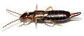 Thumbnail for version as of 15:02, 18 December 2007
