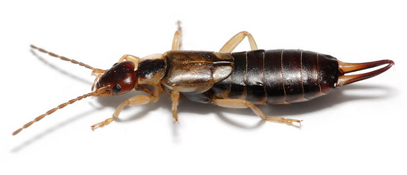 File:Earwig on white background.jpg
