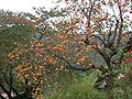 Thumbnail for version as of 00:03, 6 August 2008