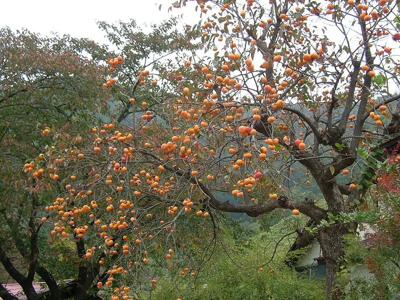 File:Persimmons yamagata 2005-10.JPG